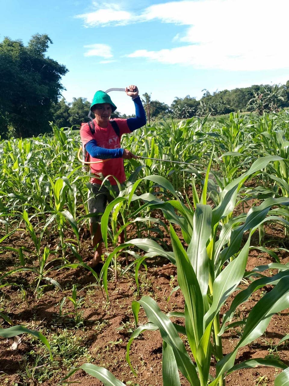 Farmer applying NatureTech biofertilizer to a corn field
