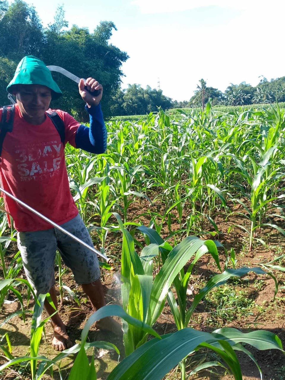 Farmer applying NatureTech biofertilizer to a corn field
