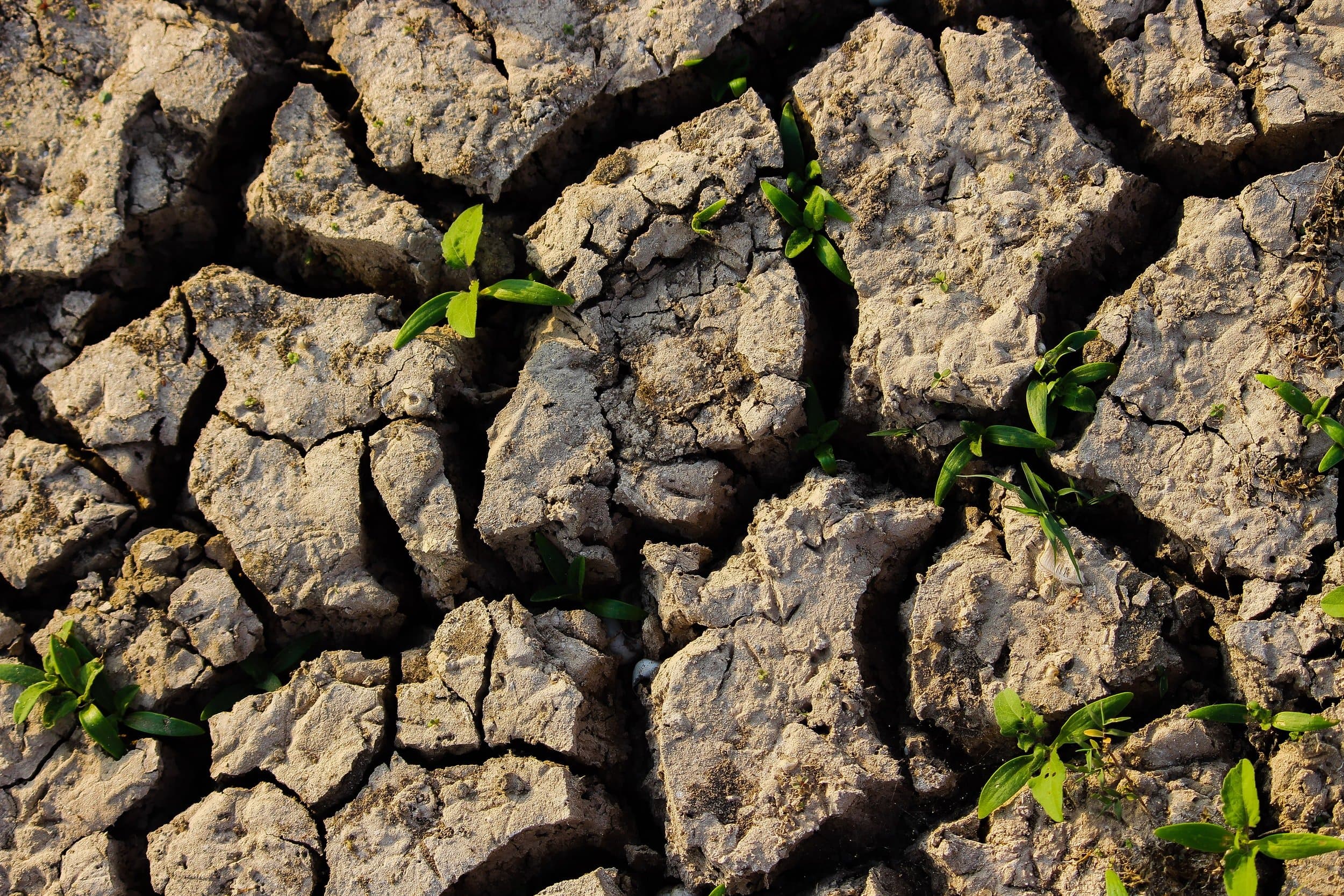 Cracked soil with new plant growth — soil regeneration