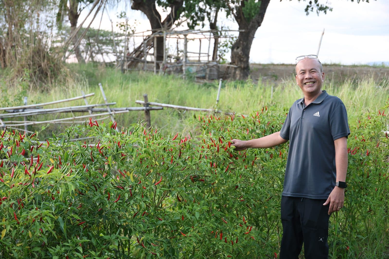 Sir Jojo in the chili pepper field