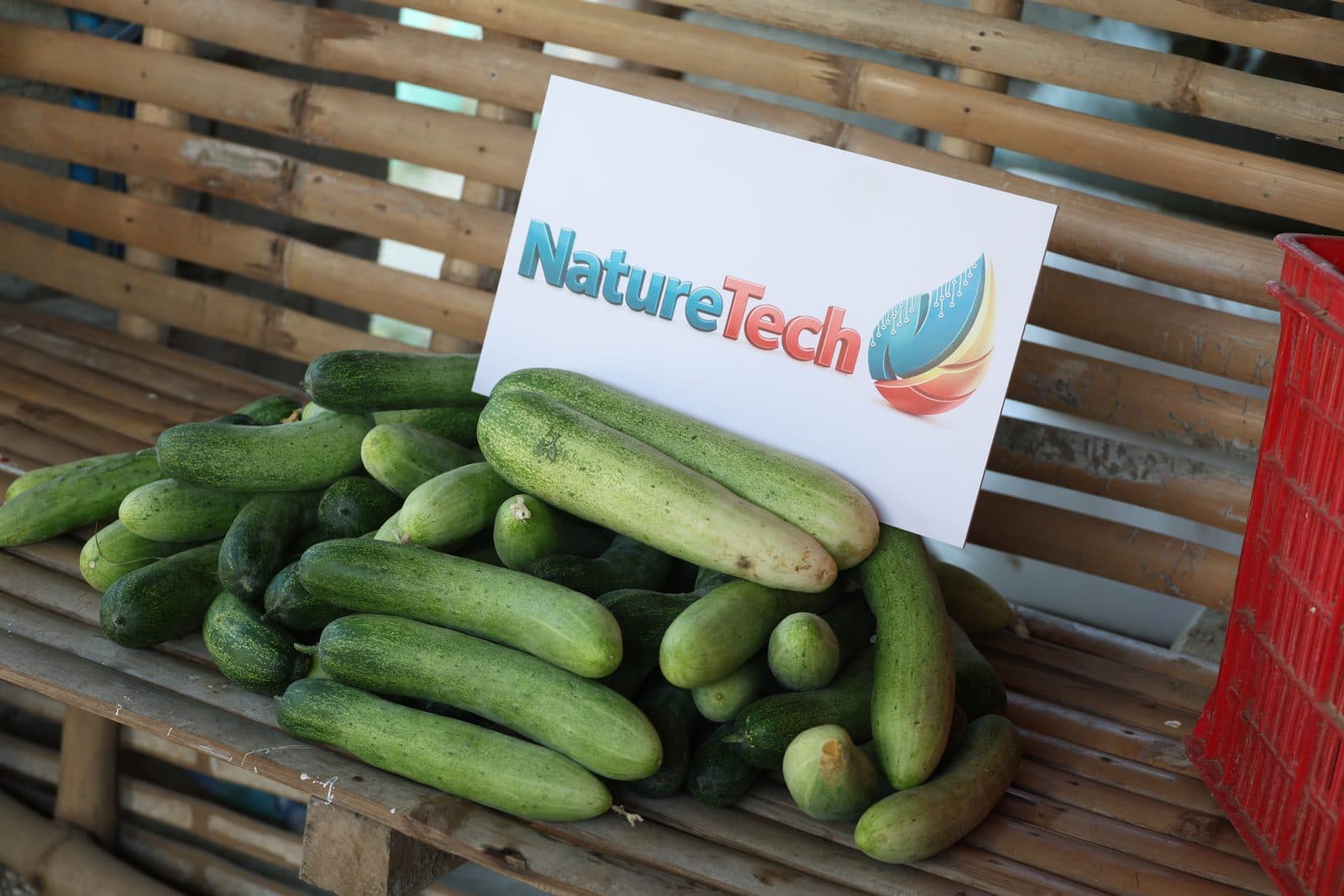 Freshly harvested cucumbers from the NatureTech field trial