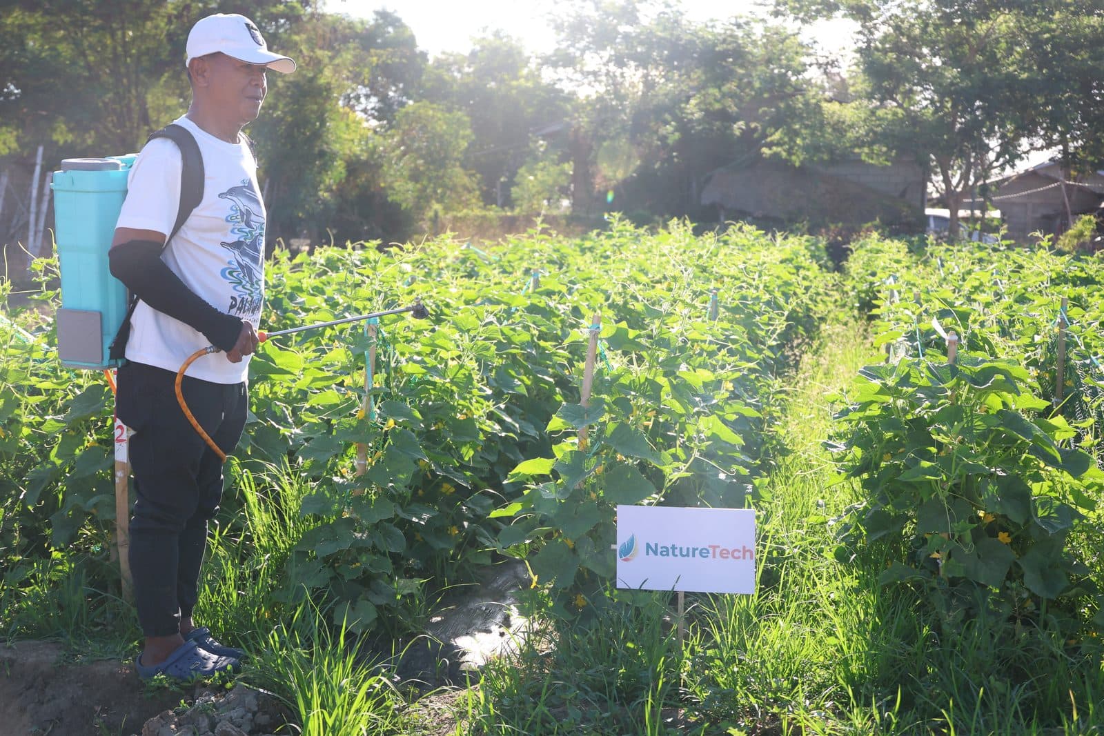 Farmer applying NatureTech biofertilizer to a cucumber field